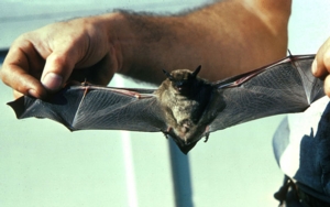 Bat Night Walk